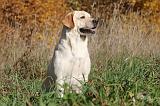 LABRADOR 287